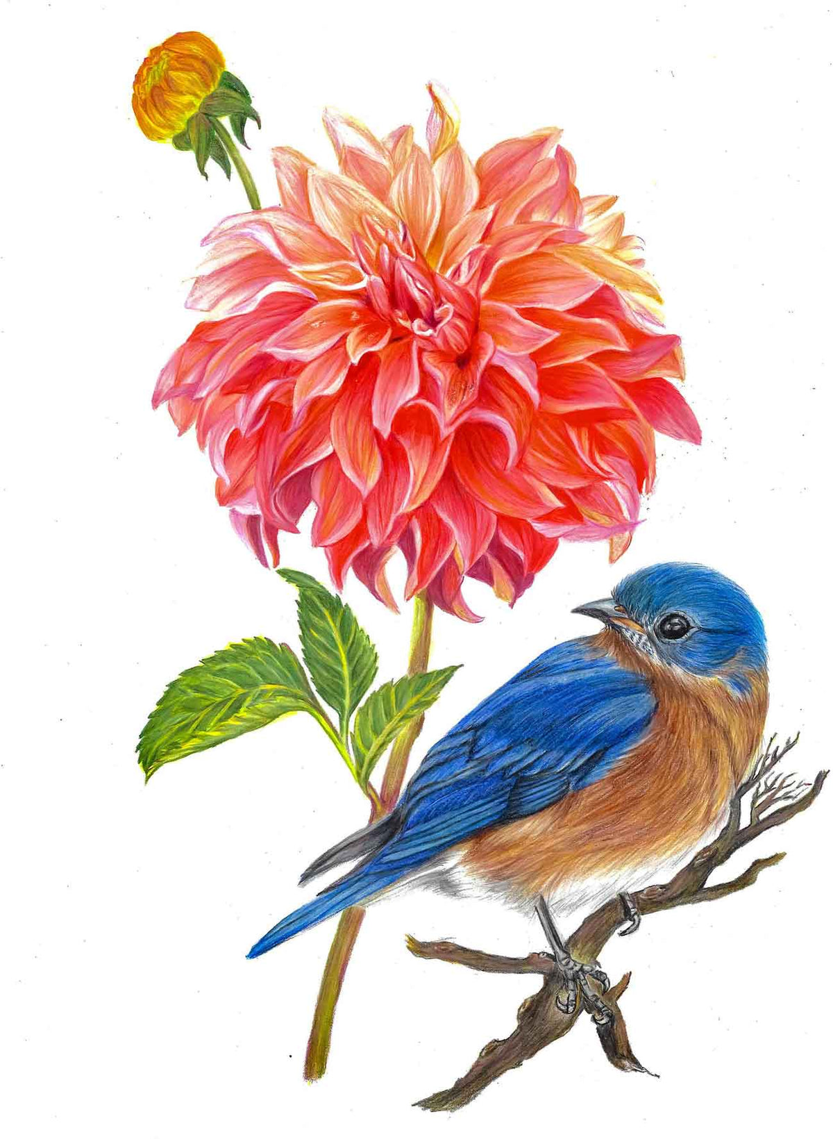 ART-FL0005 — DAHLIA & BLUEBIRD