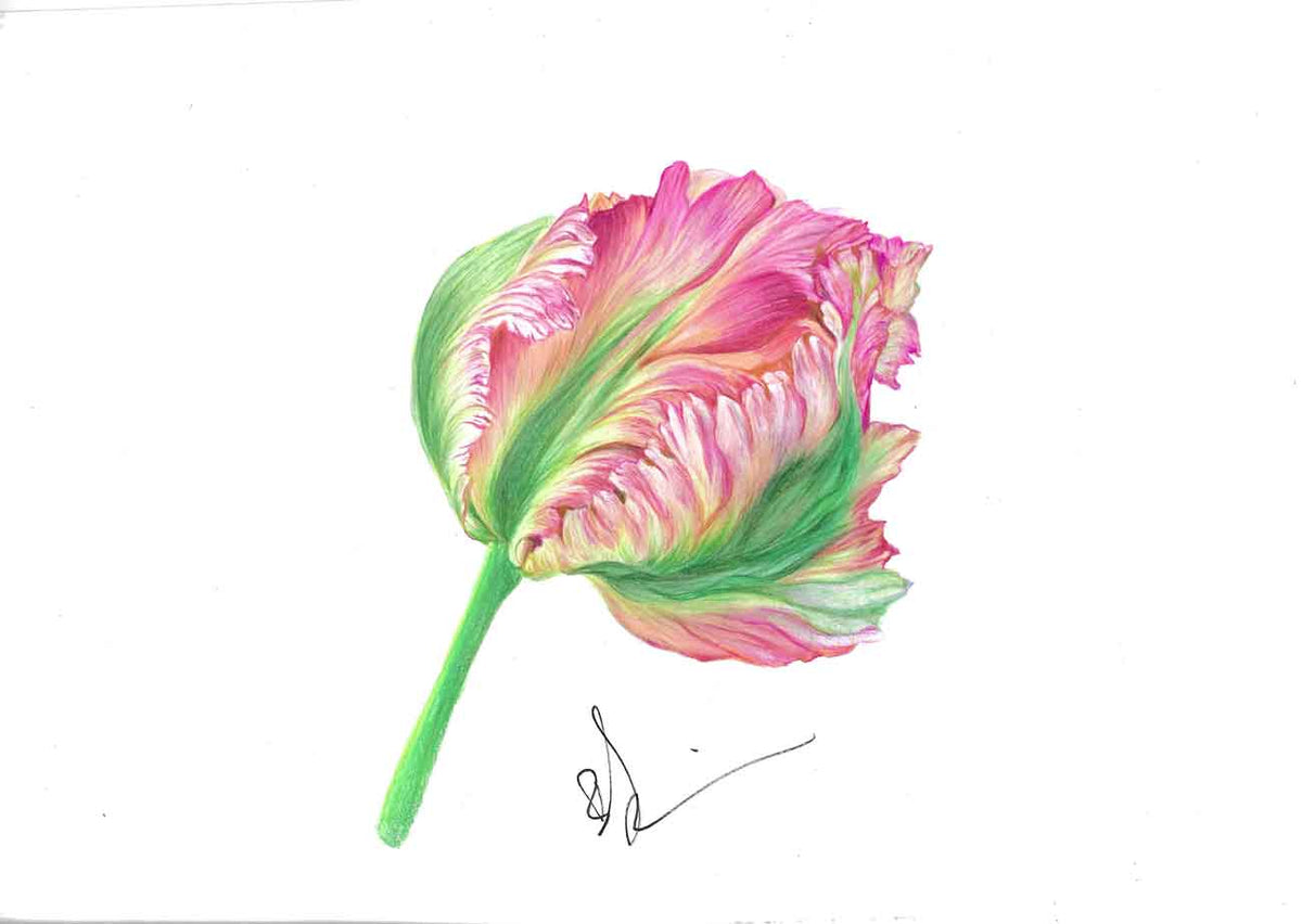 ART-FL0006 — THE SOLITARY TULIP